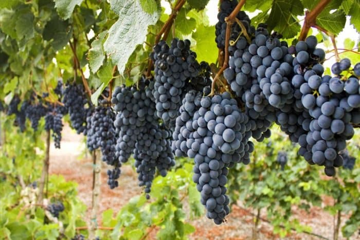 Variedade de vinho Tannat